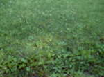 NEC_0198.jpg