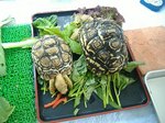 S-DSCF1081.jpg